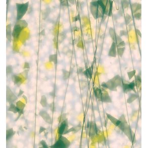 4012-30 White str./Green, Yello confetti