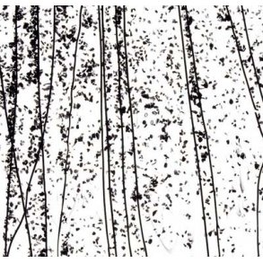 4200-30 Clear, Black str./Black frit