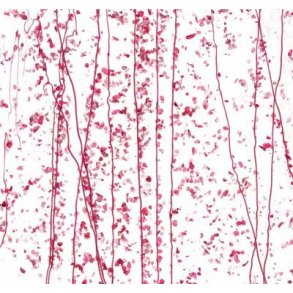 4215-30 Clear, Pink str./Pink frit