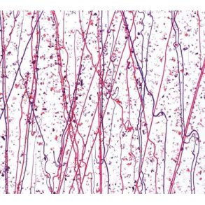 4234-30 Clear, Cranberry & Purpl.