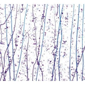 4242-30 Clear Neo-lav. & Purpl.